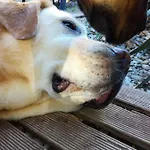 Agnes Accommodatie bij particulieren *