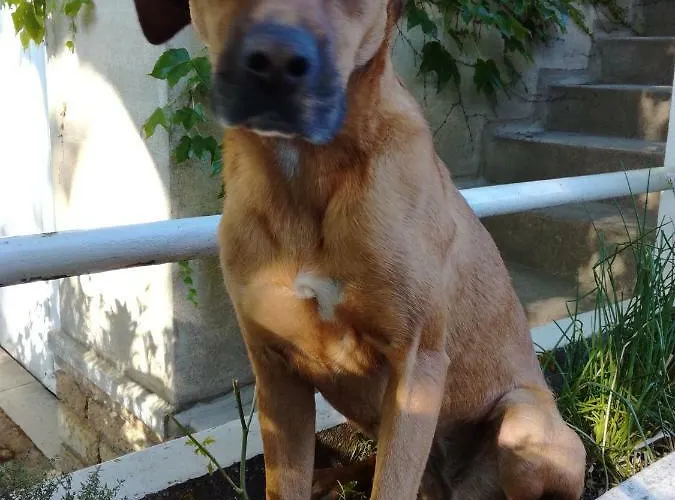 Agnes Δωμάτια σε οικογενειακή κατοικία *